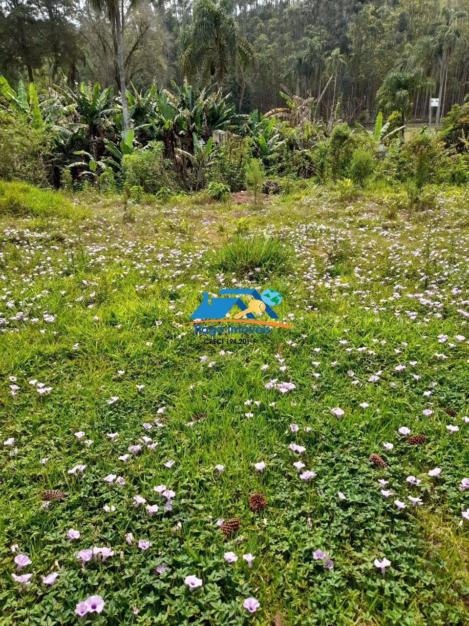 Chácara, 4 quartos, 7500 m² - Foto 15