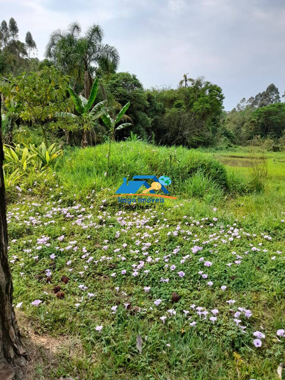 Chácara, 4 quartos, 7500 m² - Foto 22