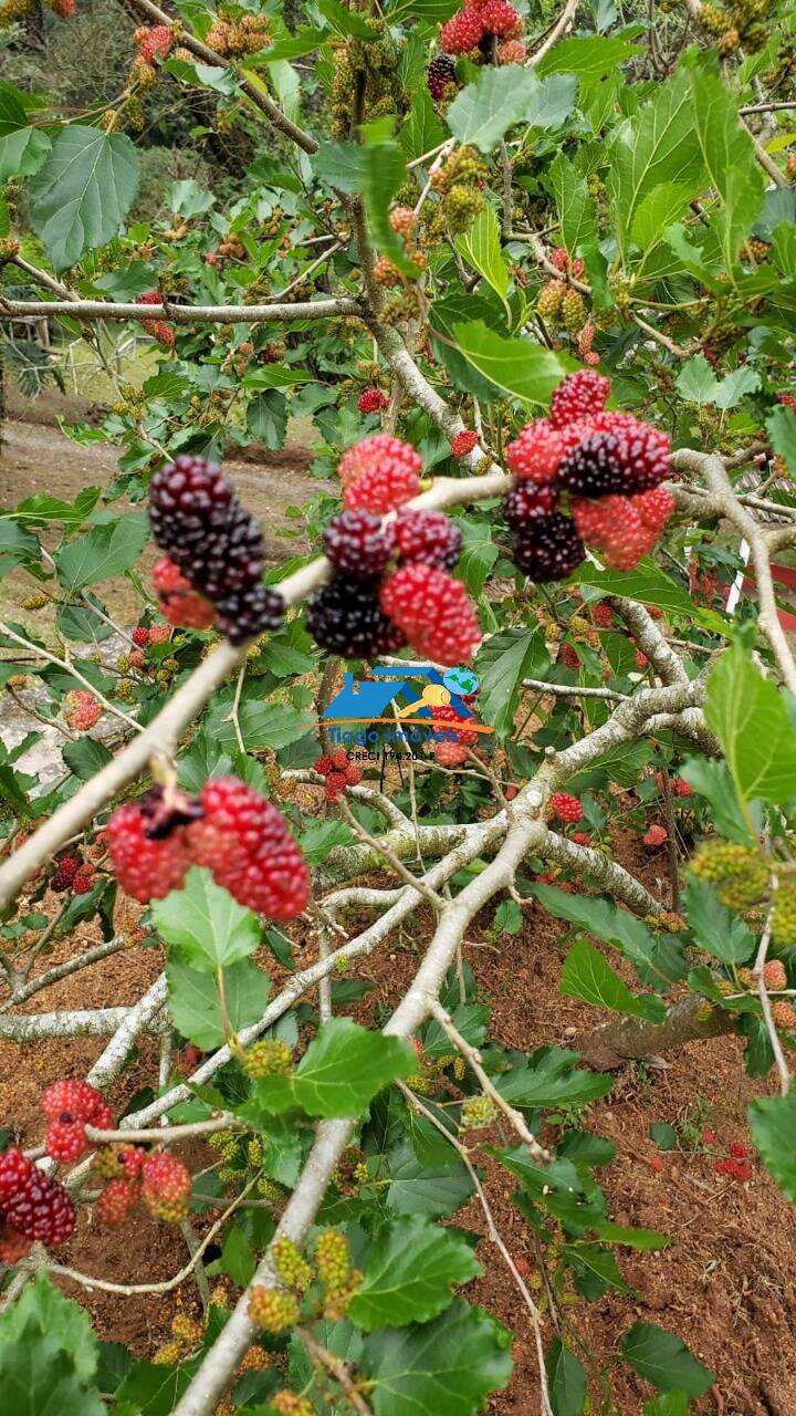 Sítio, 9 quartos, 2 hectares - Foto 13