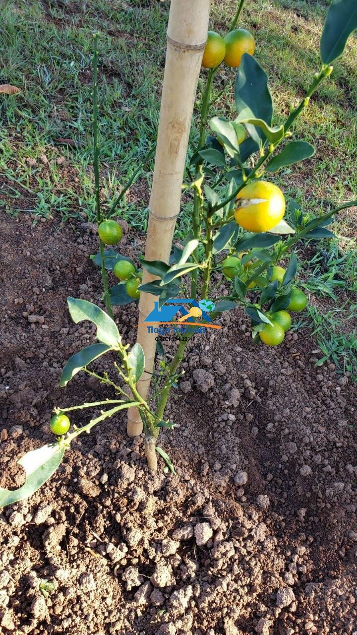 Sítio, 9 quartos, 2 hectares - Foto 35