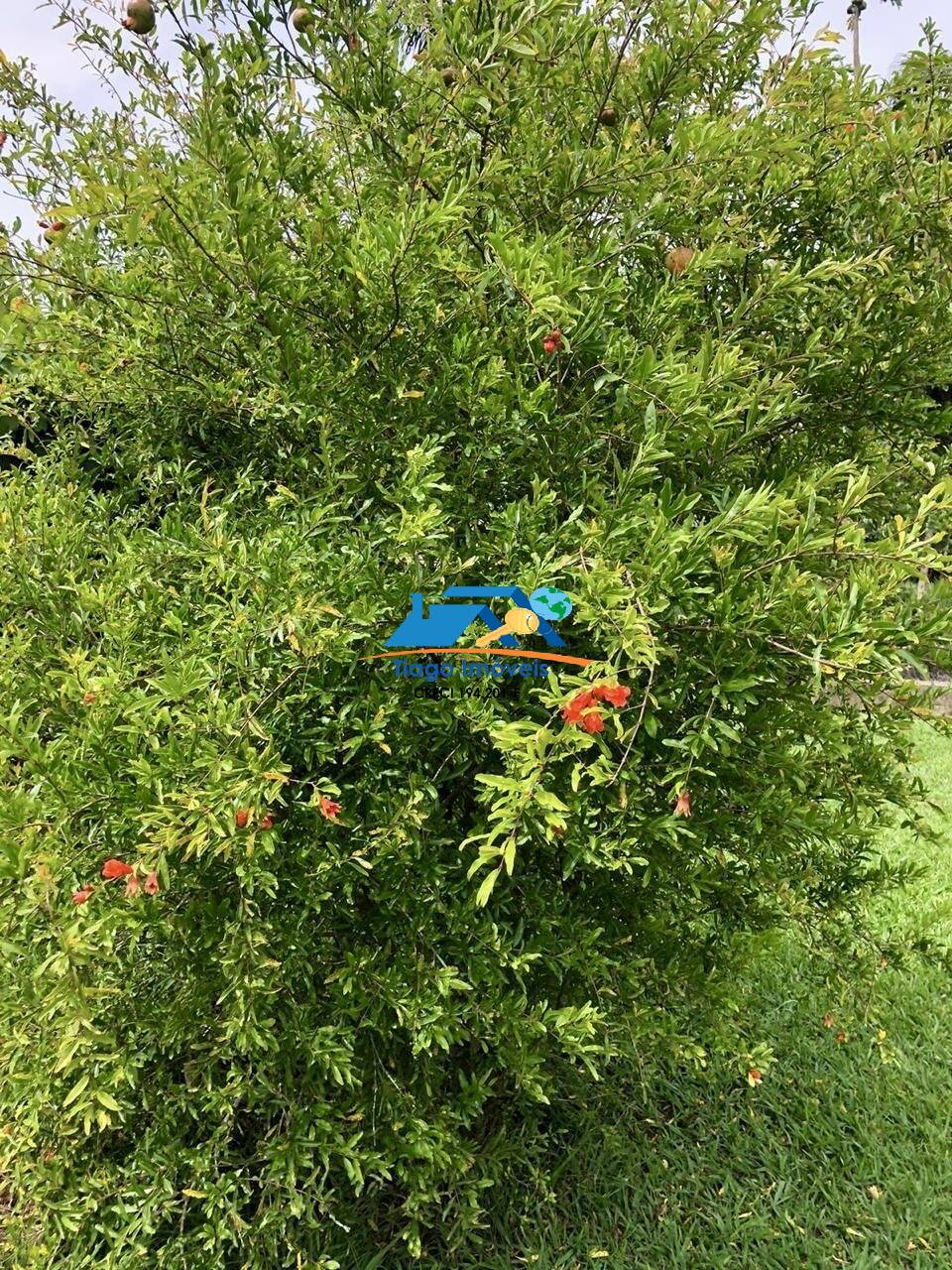 Sítio, 3 quartos, 3000 m² - Foto 28