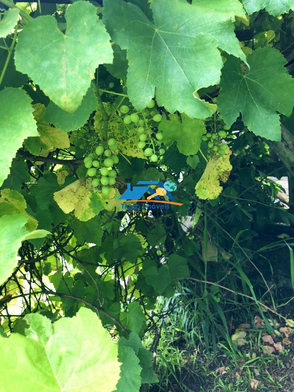 Sítio, 3 quartos, 3000 m² - Foto 40