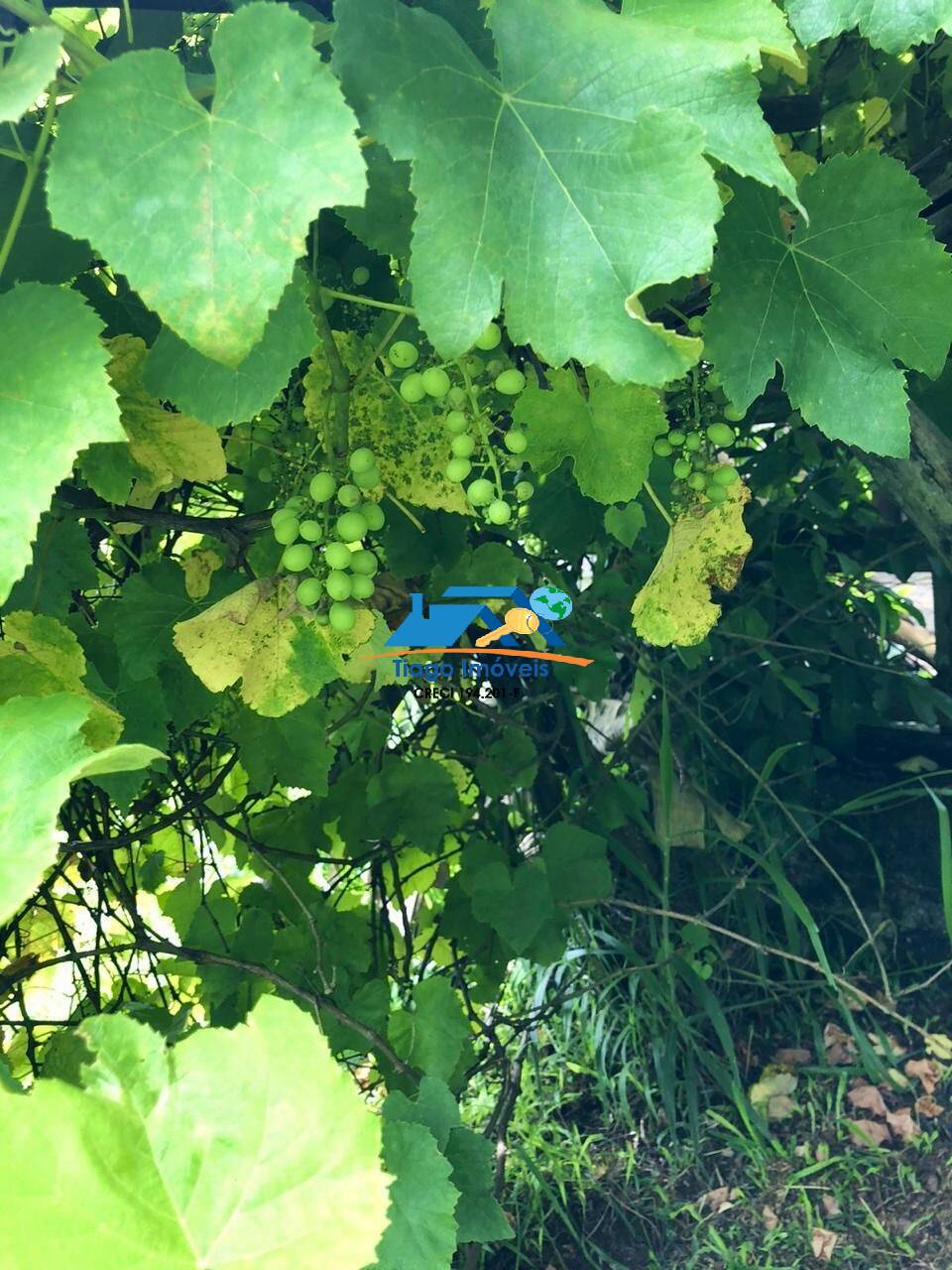 Sítio, 3 quartos, 3000 m² - Foto 39