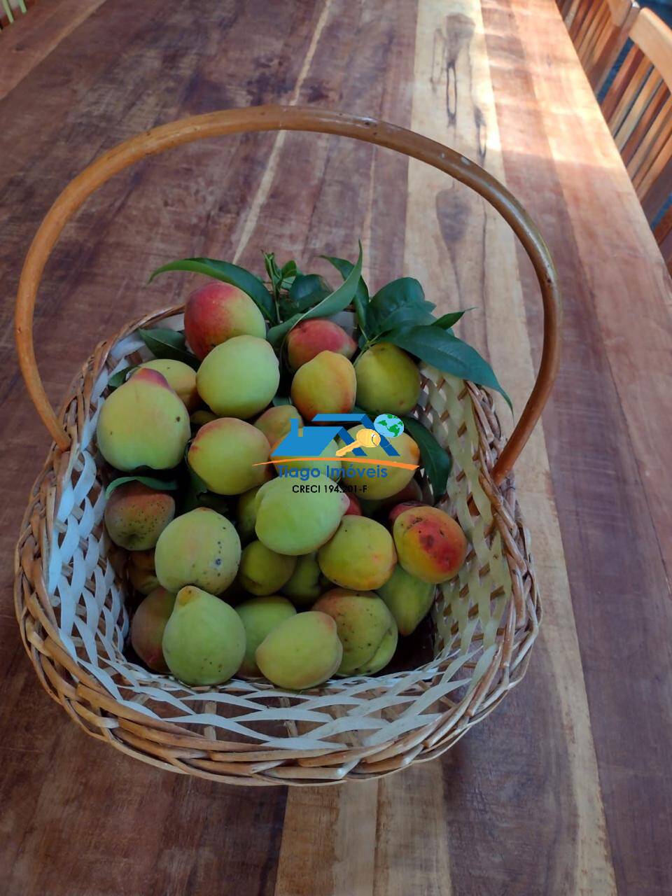 Sítio, 3 quartos, 3000 m² - Foto 42