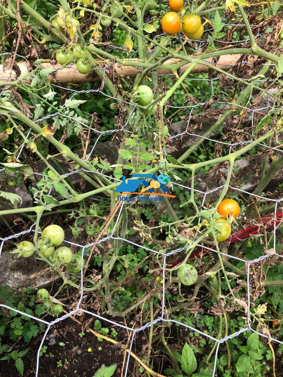 Sítio, 3 quartos, 3000 m² - Foto 47