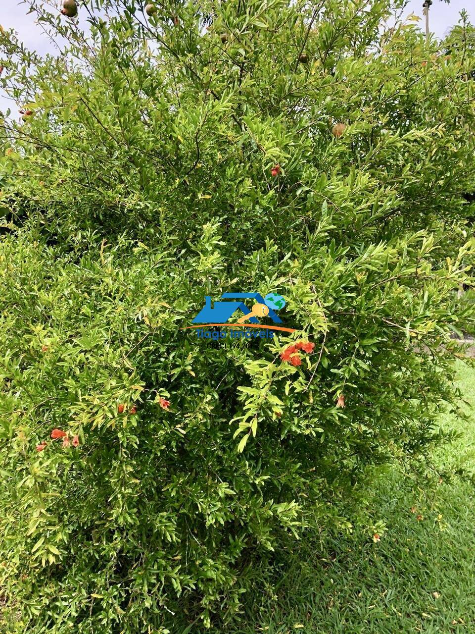 Sítio, 3 quartos, 3000 m² - Foto 29