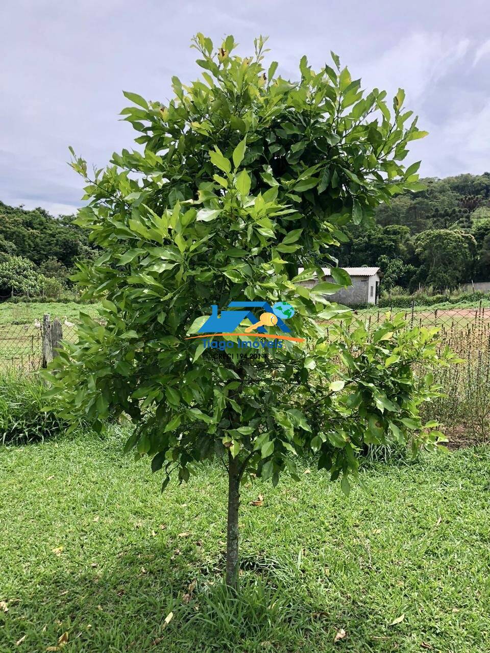 Sítio, 3 quartos, 3000 m² - Foto 31