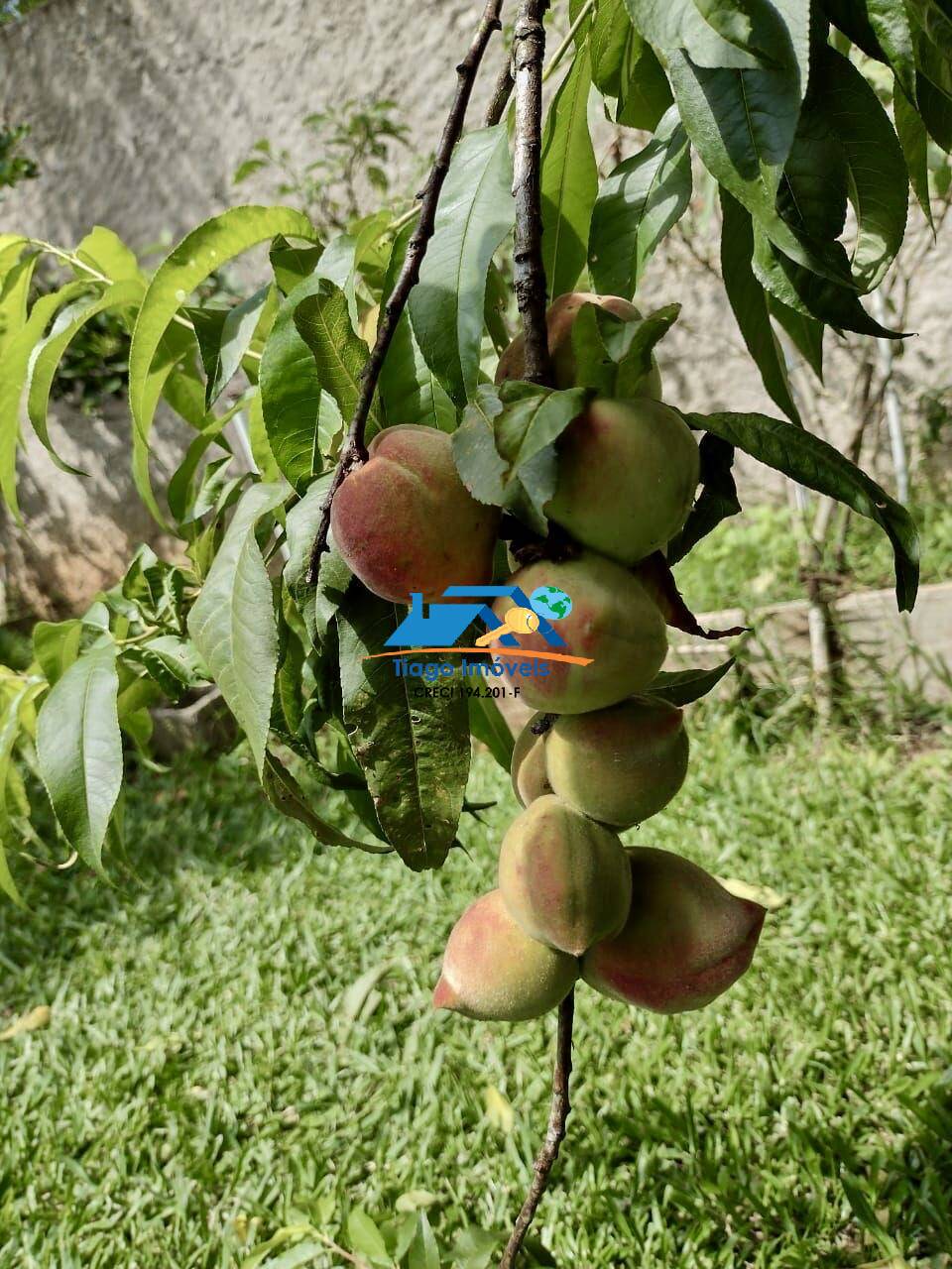 Sítio, 3 quartos, 3000 m² - Foto 53